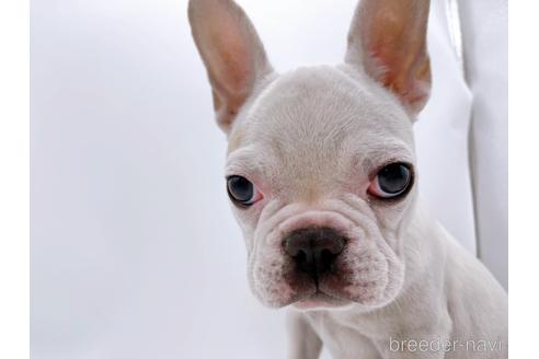 成約済の東京都のフレンチブルドッグ-162460の5枚目