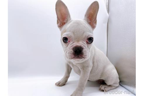 成約済の東京都のフレンチブルドッグ-162460の3枚目