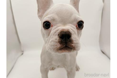 成約済の東京都のフレンチブルドッグ-162460の2枚目