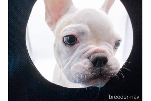 成約済の東京都のフレンチブルドッグ-162460の1枚目