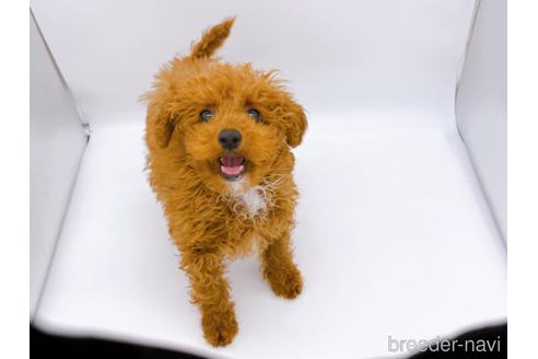 成約済の東京都のティーカッププードル-163397の20枚目