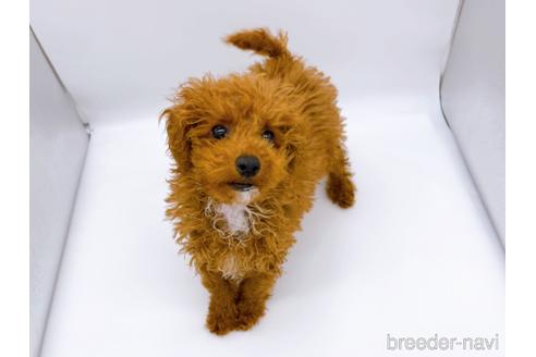 成約済の東京都のティーカッププードル-163397の18枚目