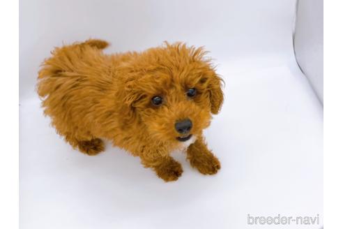 成約済の東京都のティーカッププードル-163397の16枚目