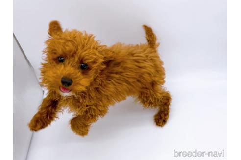 成約済の東京都のティーカッププードル-163397の15枚目