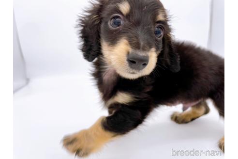 成約済の東京都のミニチュアダックスフンド(ロングヘアード)-169223