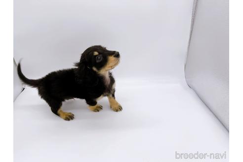 成約済の東京都のミニチュアダックスフンド(ロングヘアード)-169223の3枚目