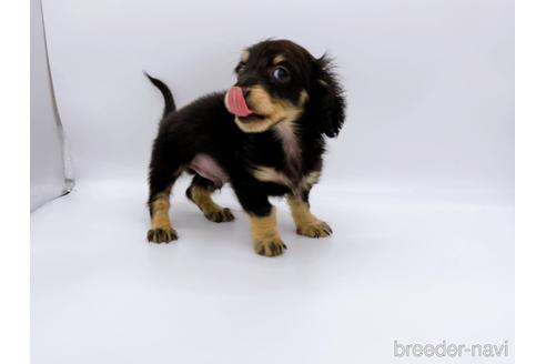 成約済の東京都のミニチュアダックスフンド(ロングヘアード)-169223の2枚目