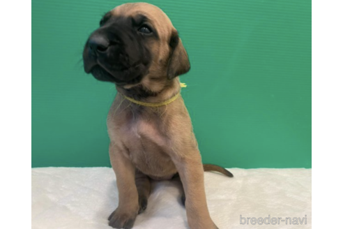 千葉県のグレートデン 女の子 22 02 05生まれ E Den自信のラインブリードにより産まれた子 子犬id ブリーダーナビ