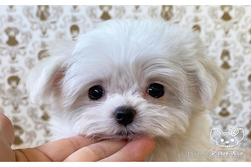 成約済の愛知県のマルチーズ-170958の1枚目