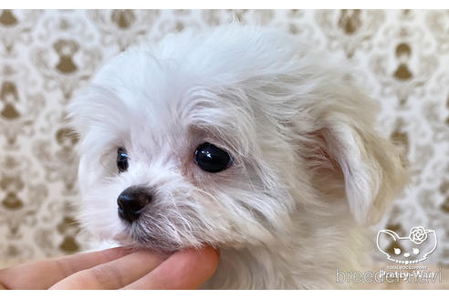 成約済の愛知県のマルチーズ-170958の3枚目