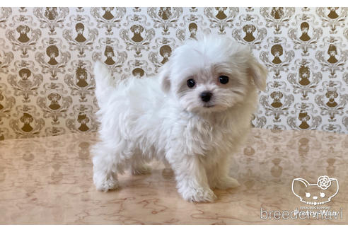 成約済の愛知県のマルチーズ-170958の4枚目