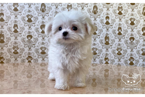 成約済の愛知県のマルチーズ-170958の2枚目