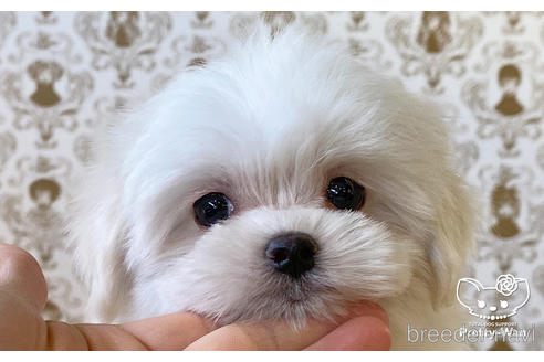 成約済の愛知県のマルチーズ-170961の1枚目