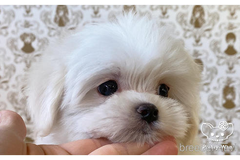 成約済の愛知県のマルチーズ-170961の2枚目