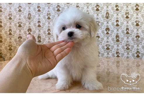 成約済の愛知県のマルチーズ-170961の3枚目