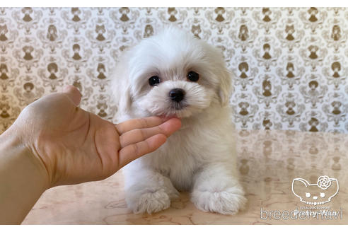 成約済の愛知県のマルチーズ-170961の4枚目