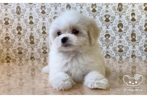 成約済の愛知県のマルチーズ-170961の5枚目