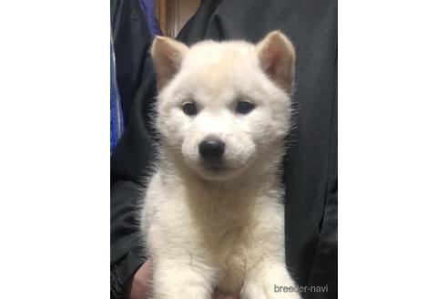 成約済の北海道の北海道犬-170986の5枚目