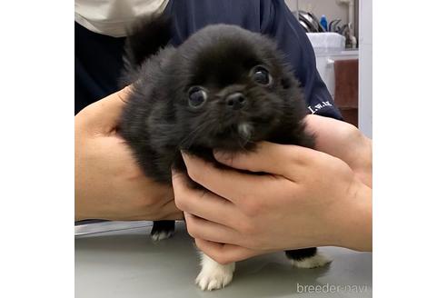 成約済の東京都のチワワ(ロングコート)-170183の6枚目