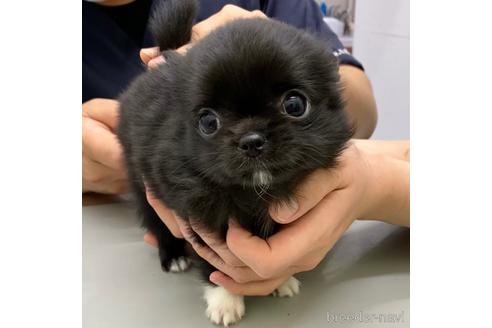 成約済の東京都のチワワ(ロングコート)-170183の10枚目