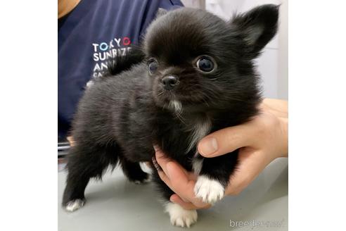 成約済の東京都のチワワ(ロングコート)-170183の5枚目