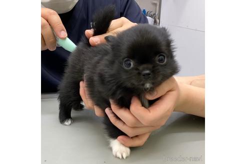 成約済の東京都のチワワ(ロングコート)-170183の3枚目