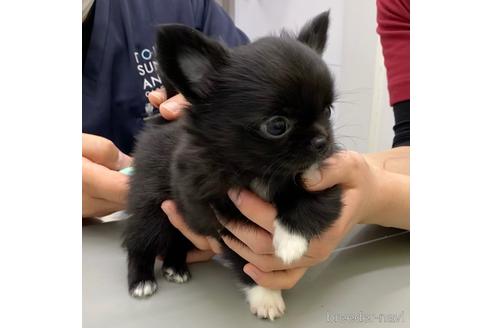 成約済の東京都のチワワ(ロングコート)-170183の2枚目
