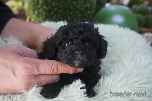 成約済の京都府のチワプー:チワワ×トイプードル-170990の2枚目