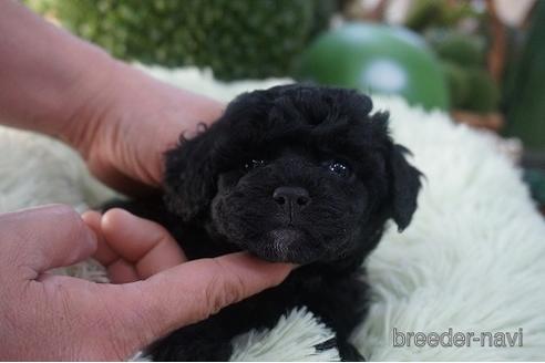 成約済の京都府のチワプー:チワワ×トイプードル-170990