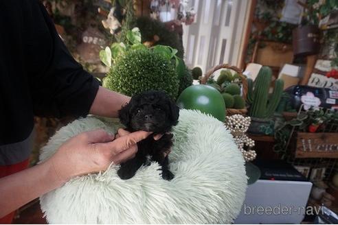 成約済の京都府のチワプー:チワワ×トイプードル-170990の3枚目