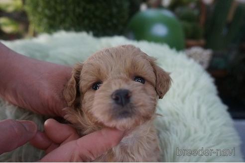 成約済の京都府のチワプー:チワワ×トイプードル-170992の1枚目