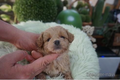 成約済の京都府のチワプー:チワワ×トイプードル-170992の2枚目