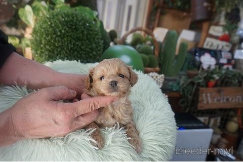 成約済の京都府のチワプー:チワワ×トイプードル-170992の3枚目