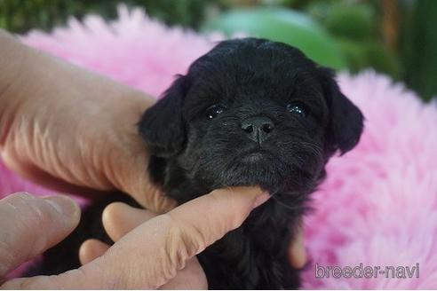 成約済の京都府のチワプー:チワワ×トイプードル-170998の1枚目