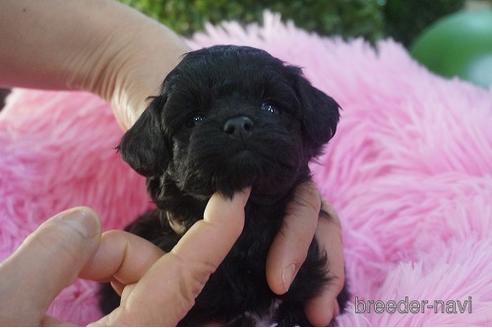 成約済の京都府のチワプー:チワワ×トイプードル-170998の2枚目