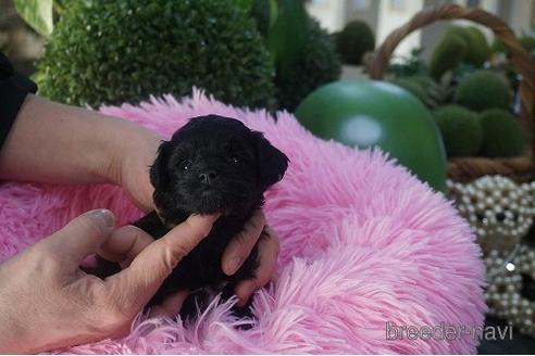 成約済の京都府のチワプー:チワワ×トイプードル-170998の3枚目