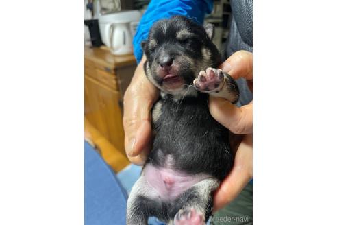 成約済の広島県の豆柴-170999