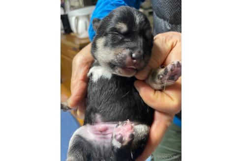 成約済の広島県の豆柴-170999の2枚目