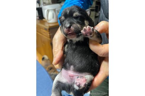 成約済の広島県の豆柴-170999の3枚目