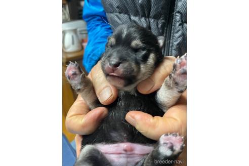 成約済の広島県の豆柴-170999の4枚目