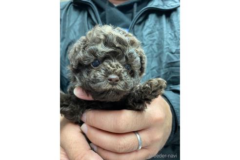 成約済の静岡県のタイニープードル-170244の2枚目