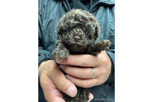 成約済の静岡県のタイニープードル-170244の1枚目