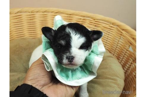 成約済の埼玉県のチワワ(ロングコート)-171010の1枚目