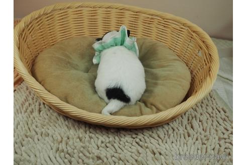 成約済の埼玉県のチワワ(ロングコート)-171010の3枚目
