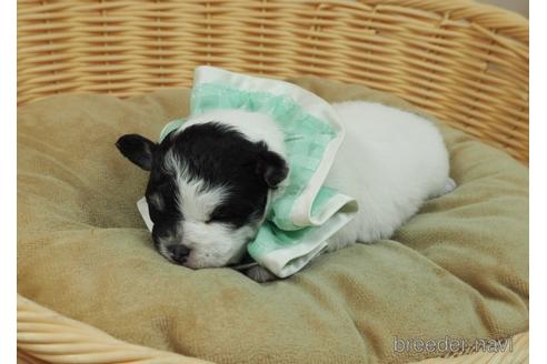 成約済の埼玉県のチワワ(ロングコート)-171010の4枚目