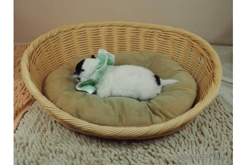 成約済の埼玉県のチワワ(ロングコート)-171010の5枚目