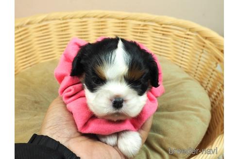 成約済の埼玉県のキャバリアキングチャールズスパニエル-171024の1枚目