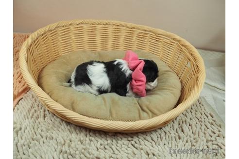 成約済の埼玉県のキャバリアキングチャールズスパニエル-171024の2枚目