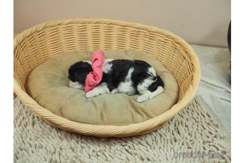 成約済の埼玉県のキャバリアキングチャールズスパニエル-171024の4枚目