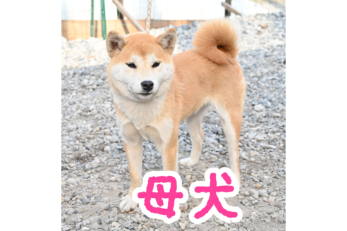 桜 ( さ く ら )ちゃん1枚目